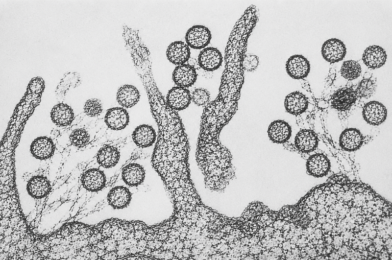 Hantavirus.png