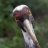 Pelican